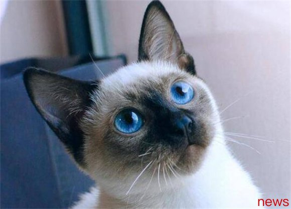 The six popular pet cat prices revealed, is your cat expensive to buy?