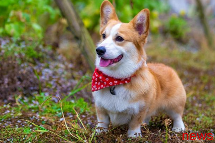 Be careful when raising dogs: think twice before acting, and build a happy