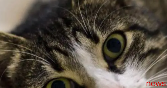 Novice should think twice before buying cats. These five types of cats are easily abandoned!