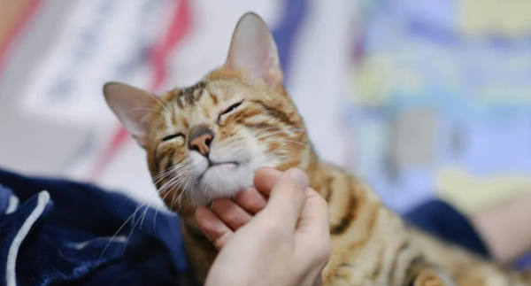 After raising a cat for a long time, I realized that you touched the cat s