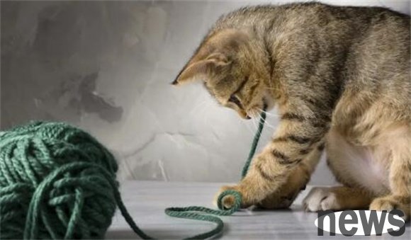How to let your cat know that you love it? Hot shovelers come and learn the expression of love