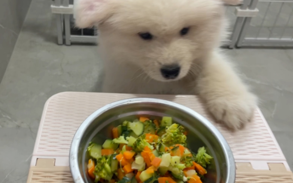 These vegetables are suitable for dogs, please collect them quickly by shit owner