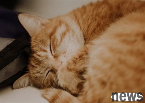 If a cat has these symptoms, it means that the belly is full of