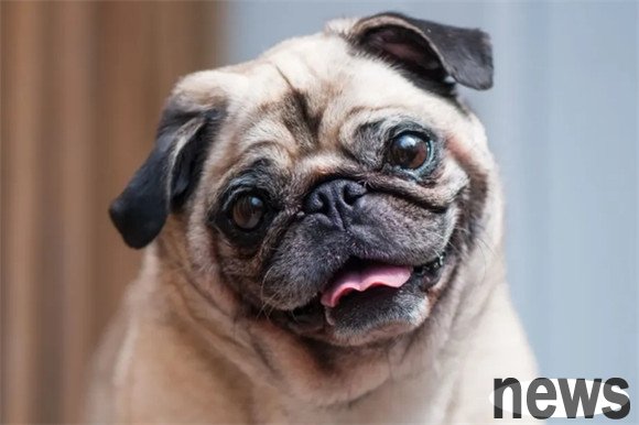 Ranking of the top 10 quietest dogs in the world