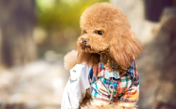 Partial Eating is the enemy of dogs’ health (why dogs like to protect food)