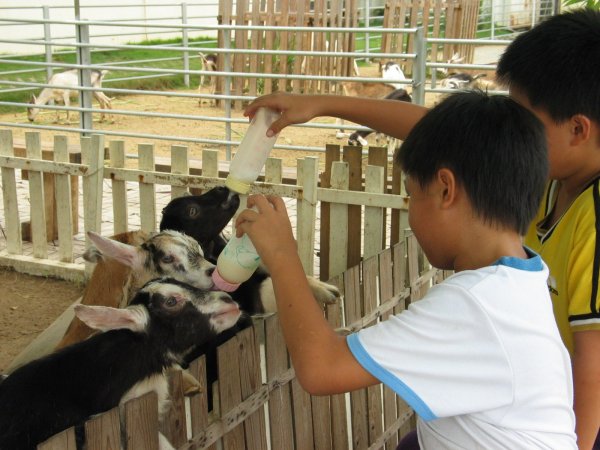 Can you still drink goat milk? zoonotic brucene disease in a dairy sheep, 7 major QAs to solve problems