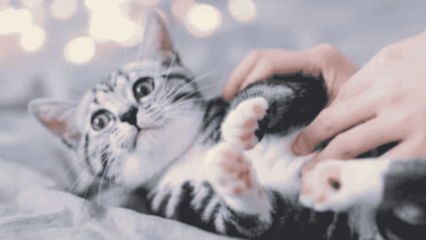Preparation and postoperative care for kittens ligation (how to take care of kittens ligation surgery)