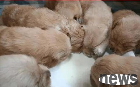 Can dogs drink milk and what are the dangers of drinking milk?