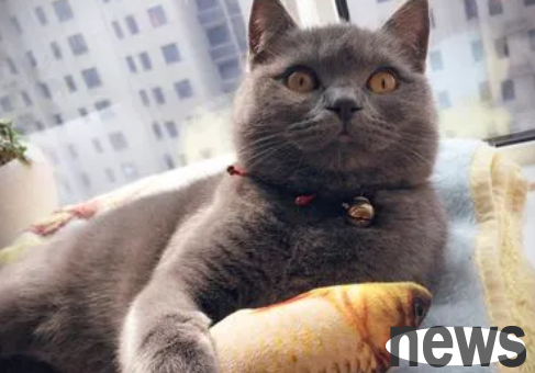 Raising a cat is not only about cleaning it frequently, but also disinfecting it is very important!