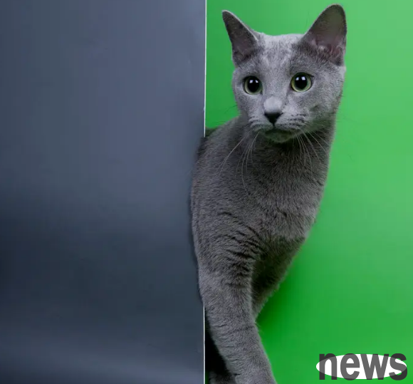 Cute pet attack! Take you to explore the mystery of the life experience of the Blue Cat~