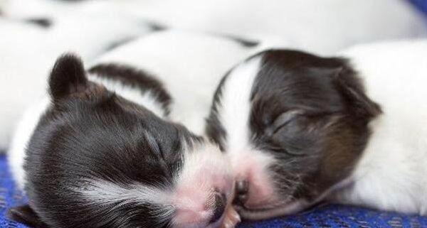 Tips for medical care of puppy hair, pay attention