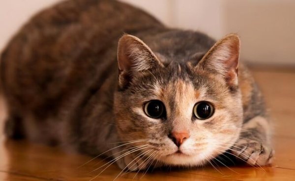 If you understand all the body language of cats, it means you are a senior cat slave