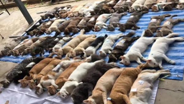 Hundreds of cats were executed in a concentrated manner, and the onlookers remained indifferent? I breathed a sigh of relief after knowing the truth